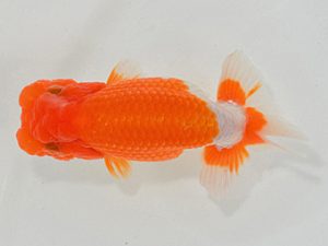 埼玉らんちう会 取締二 天星 田巻洋一郎 さいたま市 埼玉らんちう会 取締二 天星 田巻洋一郎 さいたま市