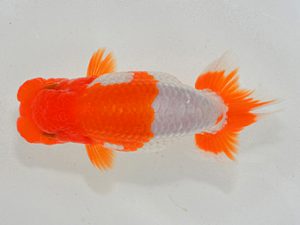 埼玉らんちう会 西関脇 山口辰也 久喜市 埼玉らんちう会 西関脇 山口辰也 久喜市