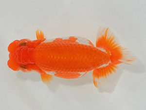 埼玉らんちう会 東小結 五十嵐康則 さいたま市 埼玉らんちう会 東小結 五十嵐康則 さいたま市