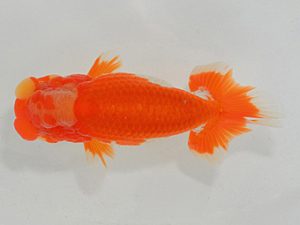 埼玉らんちう会 西小結 小川一之 鷲宮町 埼玉らんちう会 西小結 小川一之 鷲宮町