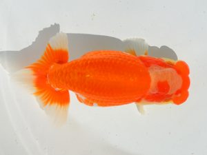 埼玉らんちう会　研究会　西大関　黒澤郁夫