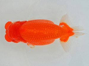 埼玉らんちう会 東大関 柚 菅間京一 川越市 埼玉らんちう会 東大関 柚 菅間京一 川越市