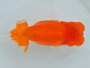 埼玉らんちう会 西大関 楓 菅間京一 川越市 埼玉らんちう会 西大関 楓 菅間京一 川越市