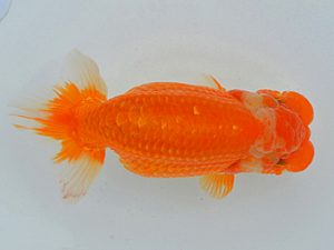 埼玉らんちう会 立行司 流星 馬場明栄 伊奈町 埼玉らんちう会 立行司 流星 馬場明栄 伊奈町