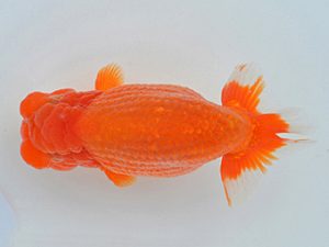 埼玉らんちう会 取締一 吉光 岩本吉泰 古河市 埼玉らんちう会 取締一 吉光 岩本吉泰 古河市