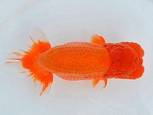 埼玉らんちう会 取締二 天月 今井茂男 さいたま市 埼玉らんちう会 取締二 天月 今井茂男 さいたま市