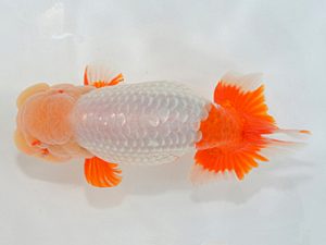 埼玉らんちう会 西大関 万寿 山中静郎 久喜市 埼玉らんちう会 西大関 万寿 山中静郎 久喜市