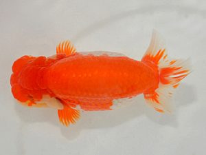 埼玉らんちう会 立行司 仁桜 渡辺 仁 久喜市 埼玉らんちう会 立行司 仁桜 渡辺 仁 久喜市