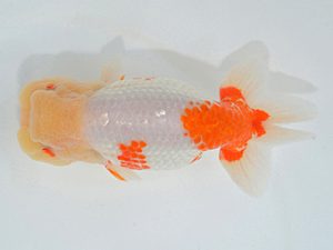 埼玉らんちう会 取締一 将錦 惣川正気 行田市 埼玉らんちう会 取締一 将錦 惣川正気 行田市