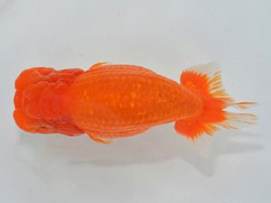 埼玉らんちう会 取締二 寿紅 山中静郎 久喜市 埼玉らんちう会 取締二 寿紅 山中静郎 久喜市