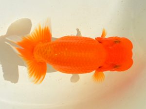 埼玉らんちう会　研究会　取締二　山中静郎