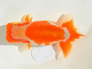 埼玉らんちう会 研究会 西関脇　黒澤郁夫