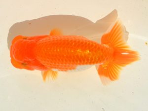 埼玉らんちう会 研究会 東小結　今成雄一