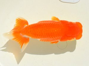 埼玉らんちう会 研究会 西小結　鈴木一男