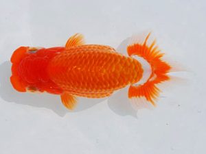 西部本部　東大関　鈴木義信　岡山