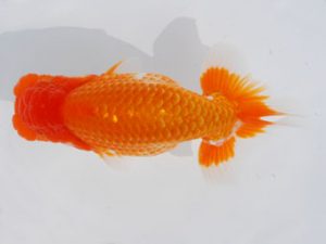 西部本部 勧進元一　田代史郎　岡山