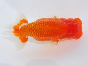 西部本部 勧進元二　太田黒正雄　熊本