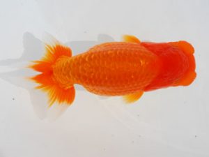 西部本部 行司二　佐々木勝利　愛媛