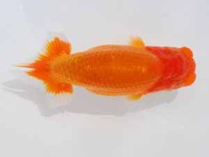 西部本部 行司三　佐々木通廣　愛媛