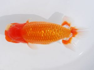 西部本部 脇行司一　阿部晴樹　愛媛