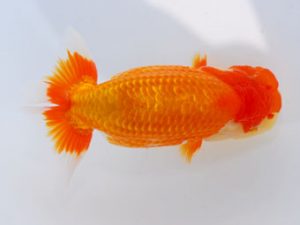 西部本部 脇行司二　柏野正彦　岡山