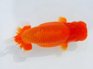 西部本部　西大関　津島洋介　愛媛