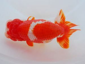 錦蘭会　東取締　東　秀明　福岡