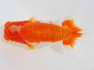 西部本部　西取締　中村朋孝　和歌山