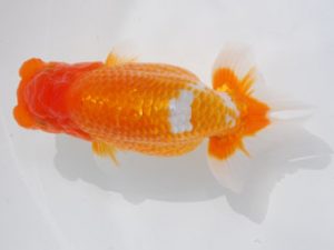 西部本部 東関脇　西口武志　大阪