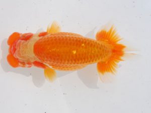 西部本部 西関脇　西口武志　大阪