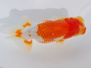 西部本部 東小結　原田和彦　岡山