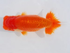 西部本部 西小結　白川成也　岡山