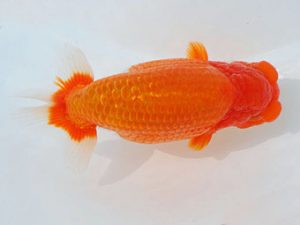 西部本部　東大関　川村和己　高知