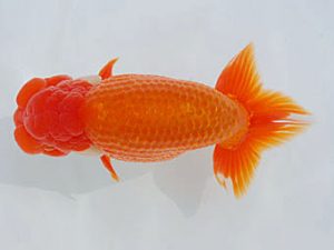 西部本部 勧進元一　坂本雅之　岡山