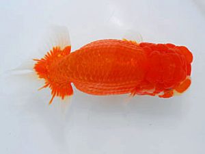 西部本部 行司一　樋口豊勝　大阪