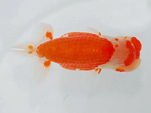 西部本部 行司二　成田大記　愛媛