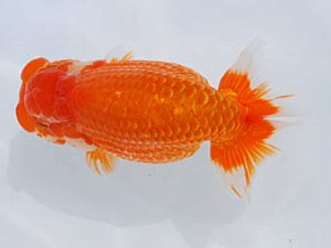 西部本部 行司三　小山敏信　広島