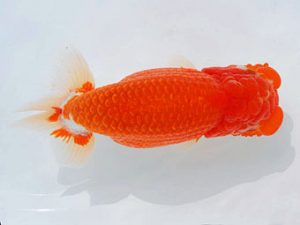 西部本部　西大関　樋口豊勝　大阪