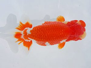 西部本部　立行司　濱田英明　和歌山