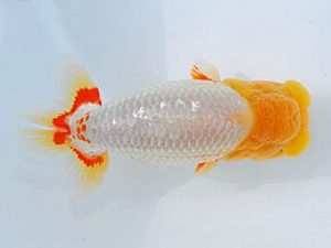 西部本部　東取締　川村和己　高知