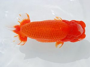 西部本部 東関脇　白川成也　岡山