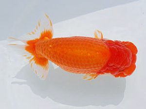 西部本部 東小結　吉田隆志　福岡