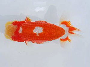 西部本部 西小結　浦田智和　熊本