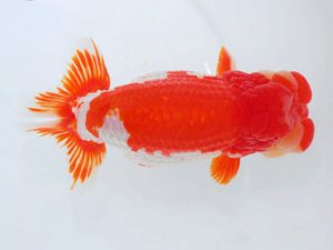 錦蘭会　東大関　東　秀明　福岡