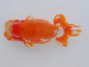 西部本部 勧進元一　石田　昇　京都