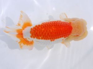 西部本部 勧進元二　大西昌典　京都