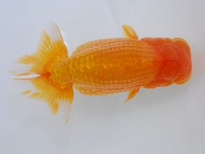 西部本部 行司一　植埜　猛　大阪