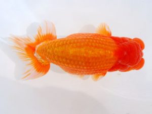 西部本部 行司二　小山敏信　広島