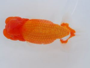 西部本部 行司三　小山敏信　広島