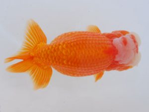 西部本部 脇行司一　小山敏信　広島